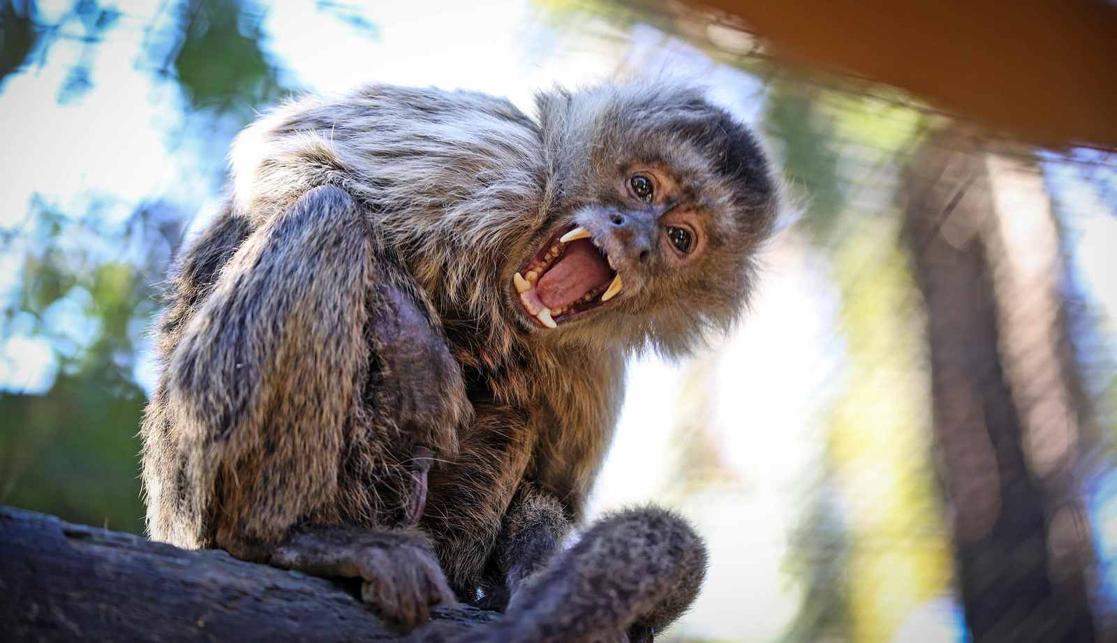 La especial mirada de los animales del Zoo de Jerez