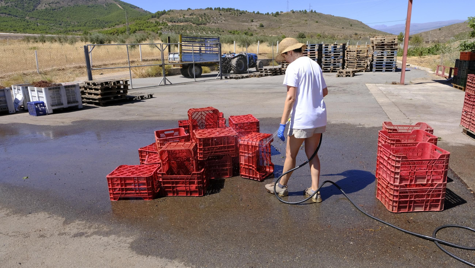 Las imágenes de la vendimia en la zona de Laujar de Andarax
