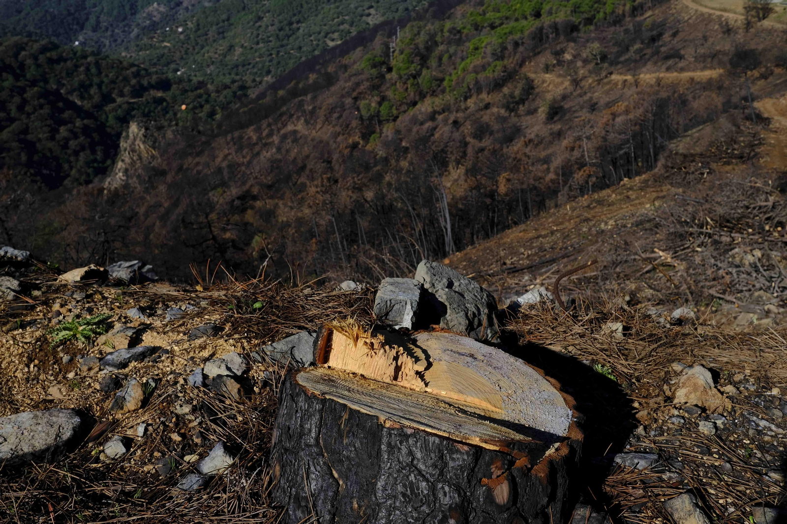 Resto de tronco de uno de los pinos talados.