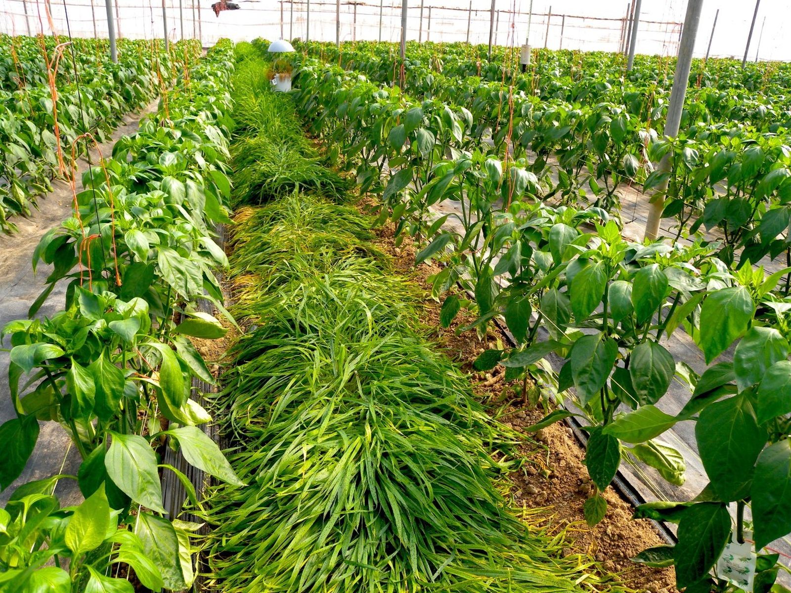 Seto vegetal con plantas refugio en el interior de un invernadero de pimiento