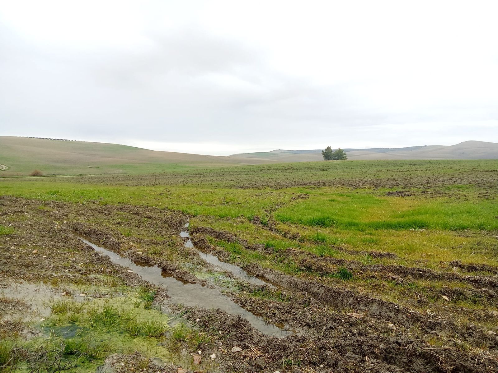 Campos de cultivo en Córdoba encharcados por las lluvias.
