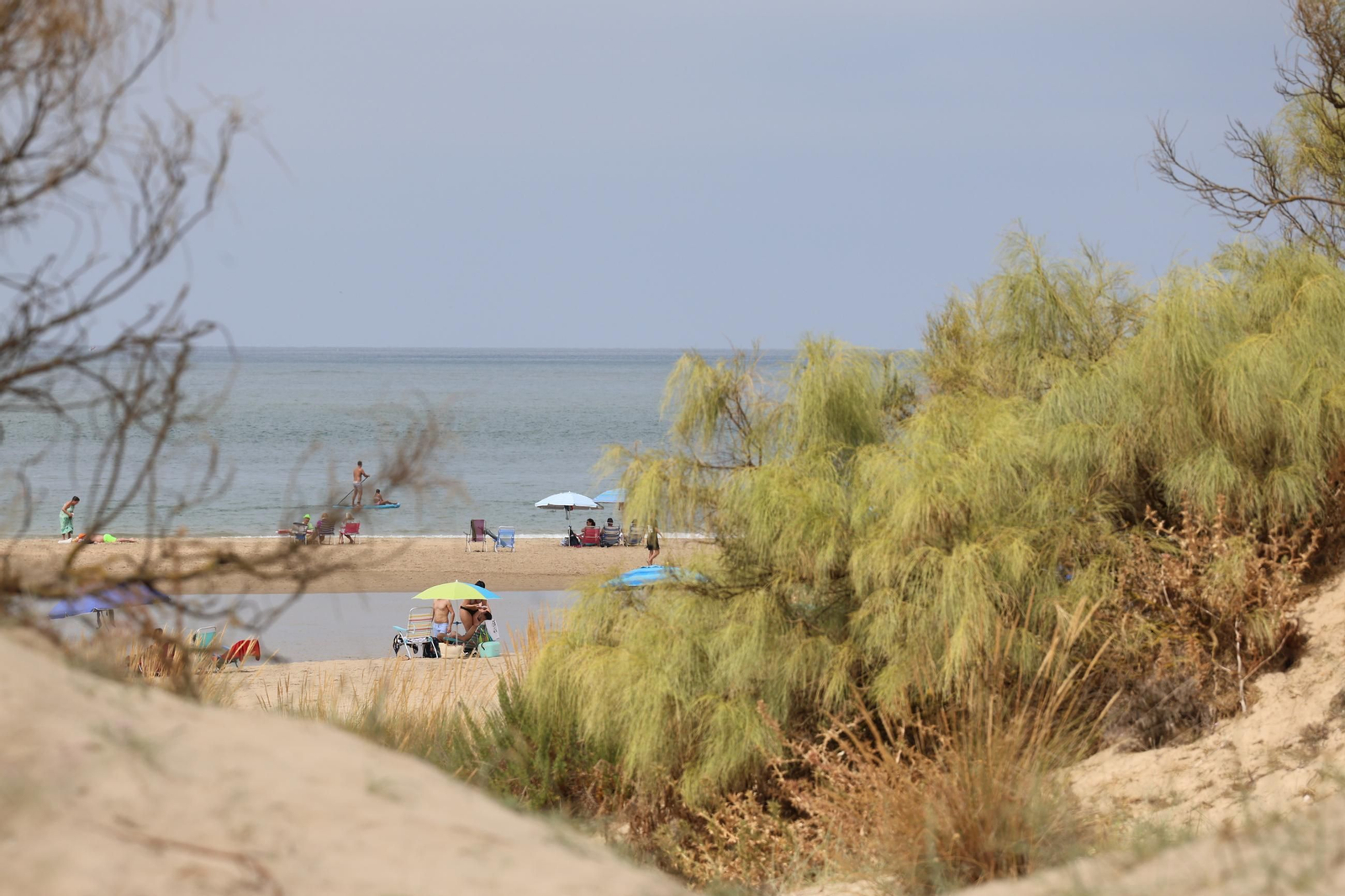 Imágenes de la diversa vegetación de las Dunas del Portil