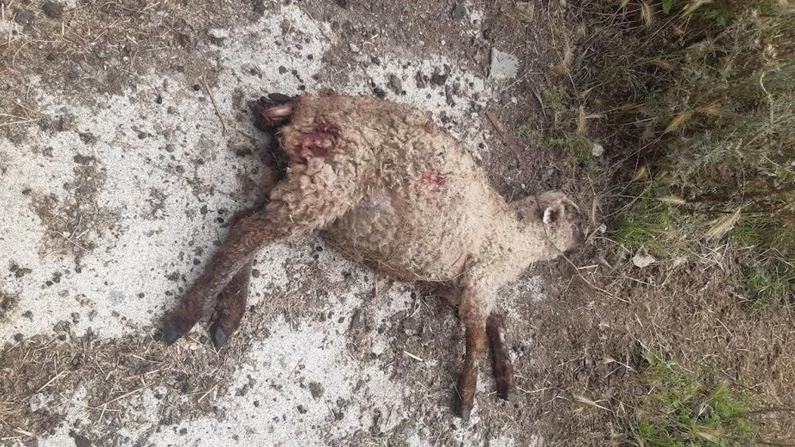 Un perro ataca a un rebaño, mata a un cordero y hiere de gravedad a una oveja en Lugo