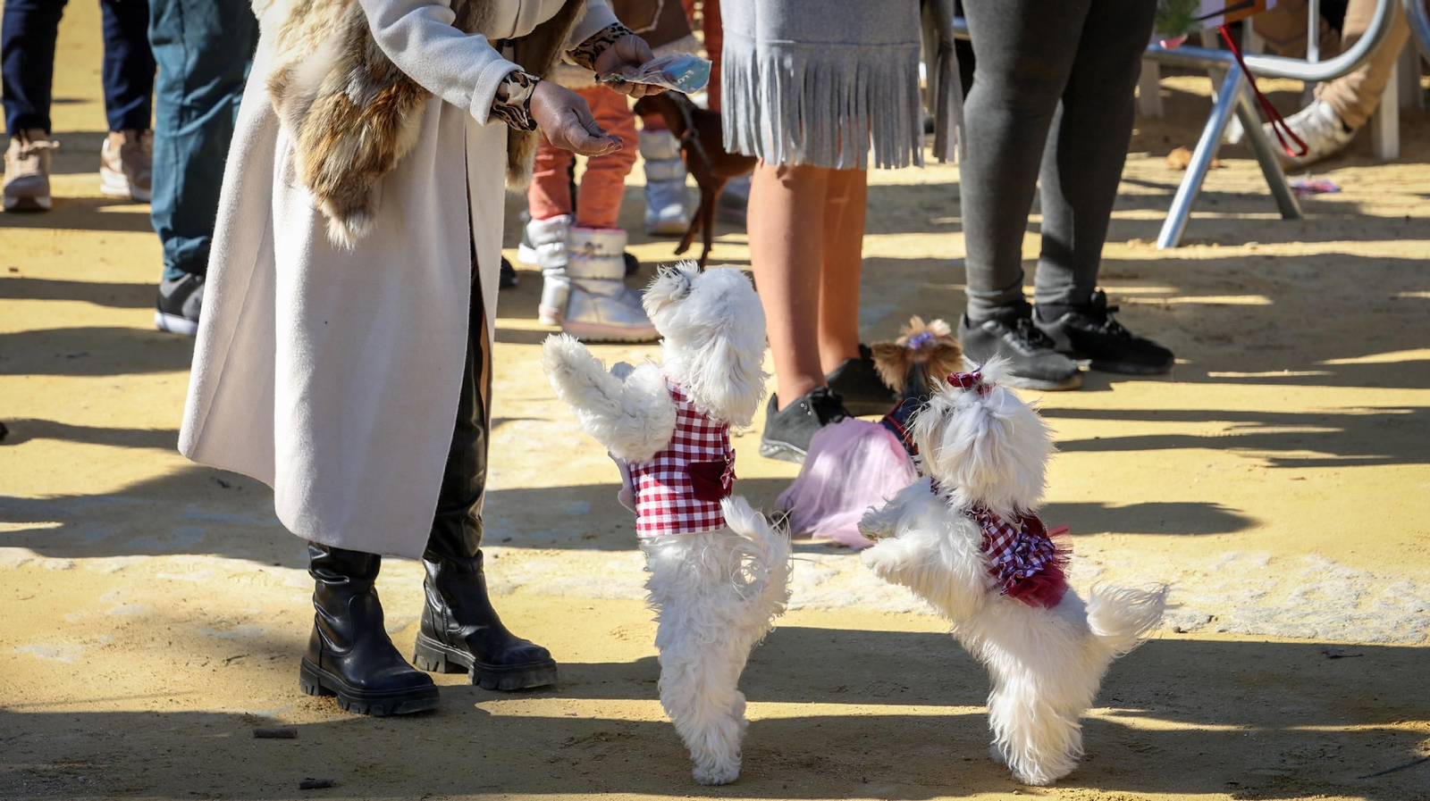 Búscate en San Antón de Jerez