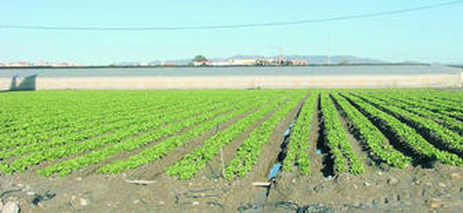 La agricultura del levante almeriense está atravesando una situación delicada.