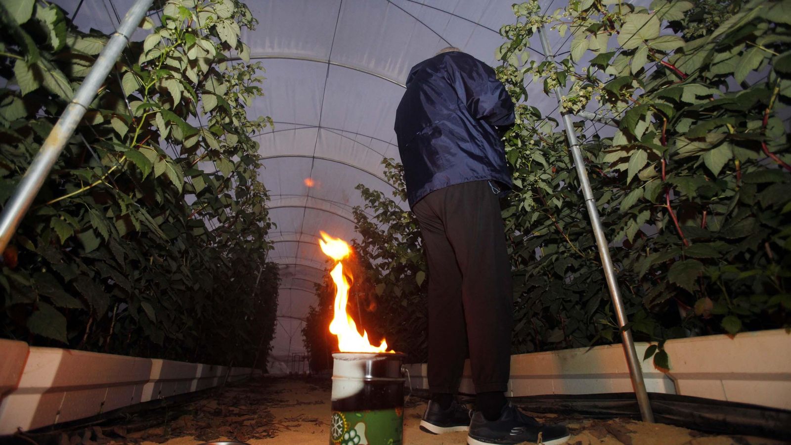 Las velas antihelada de parafina duran entre 11 y 12 horas.