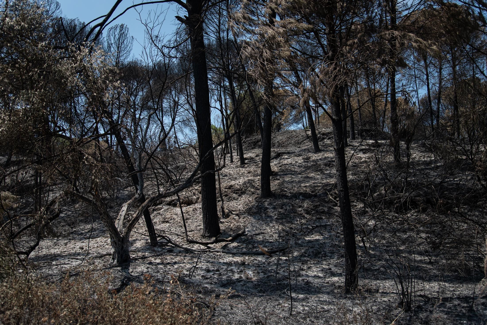 Imágenes de los destrozos causados por el incendio de Lucena del Puerto