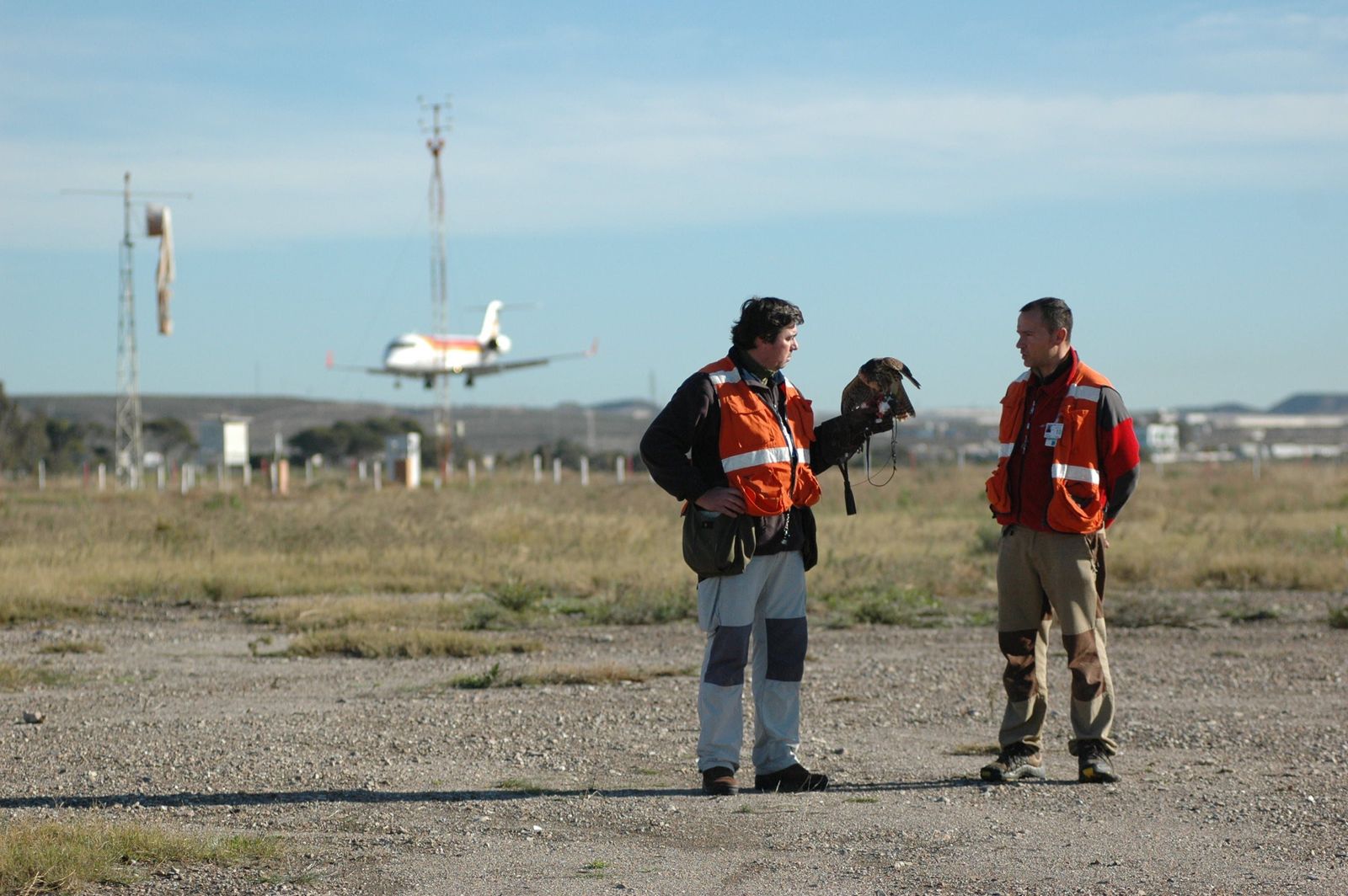 El Aeropuerto de Almería adjudica el servicio de control de fauna que pueda afectar a la seguridad aérea