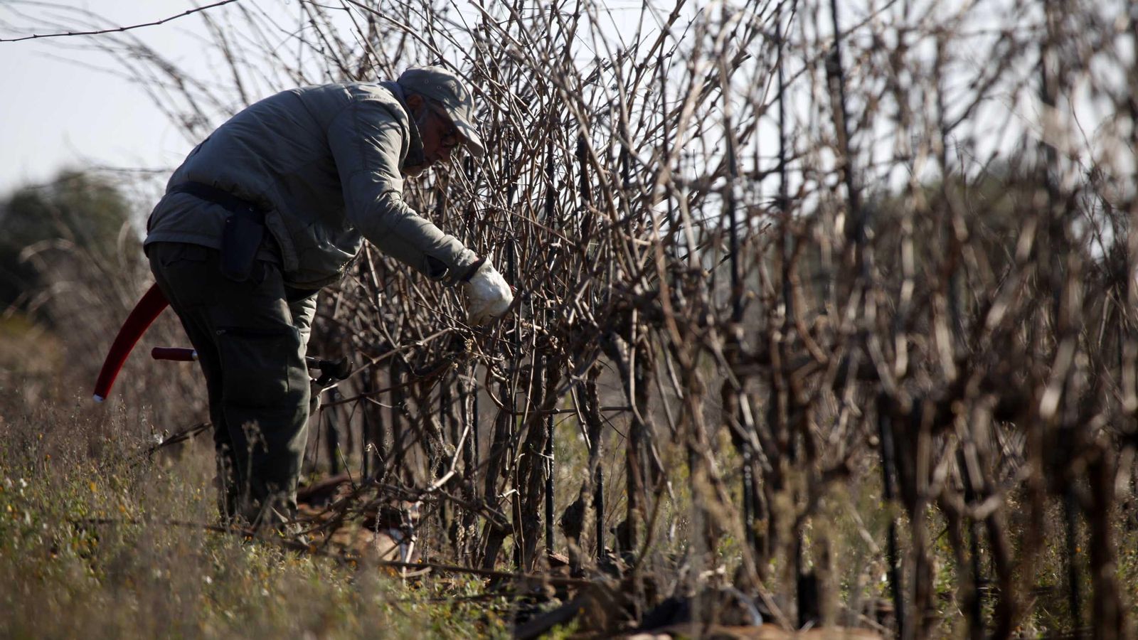 En el manejo de la finca no se emplean tratamientos fitosanitarios