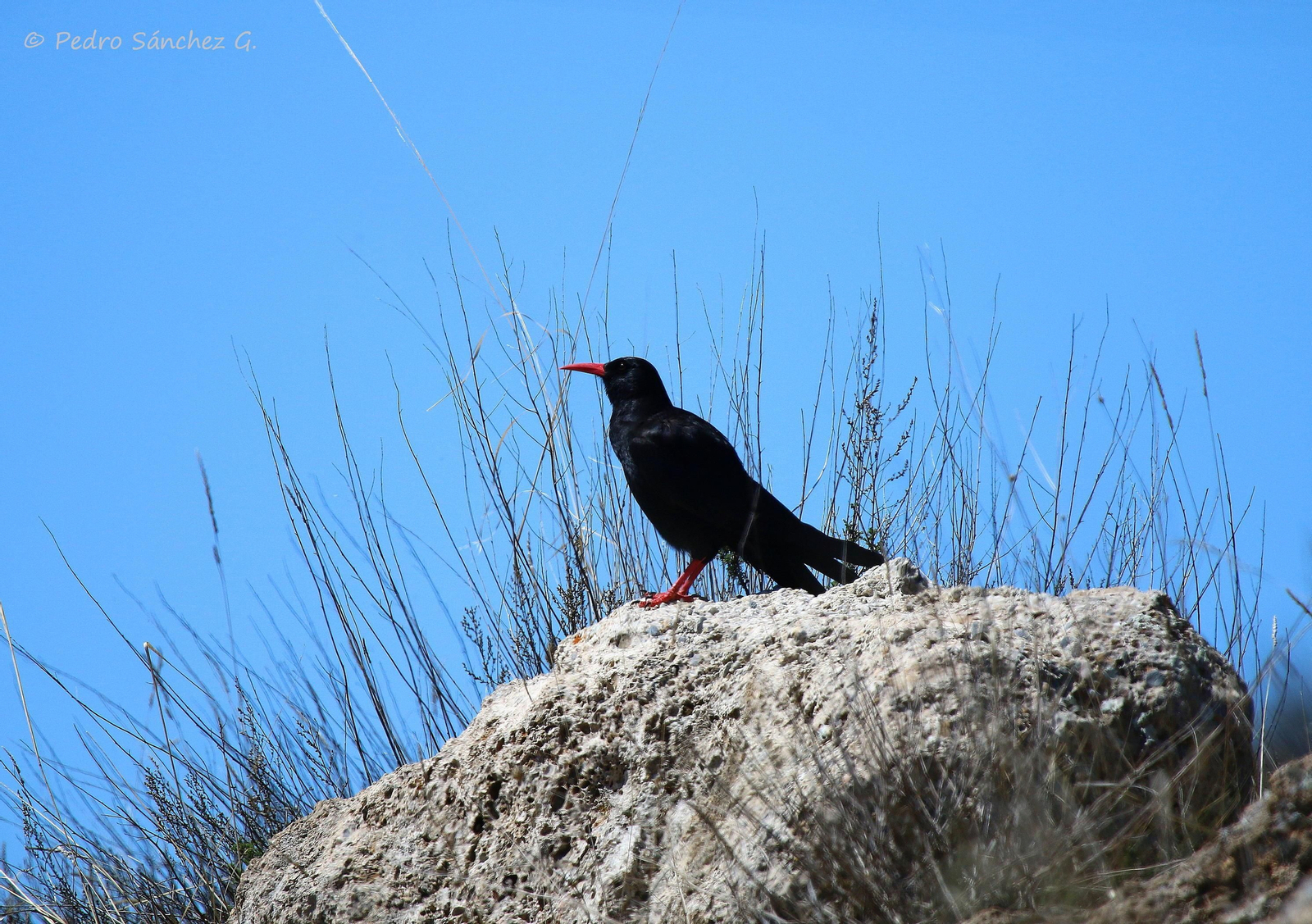 Ejemplar de chova piquirroja, especie que comían los neandertales.