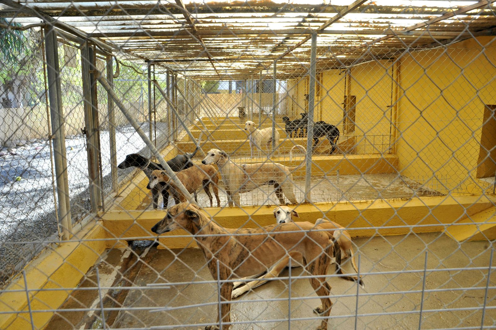Centro de Animales Abandonados y Perdidos de Villamartín.