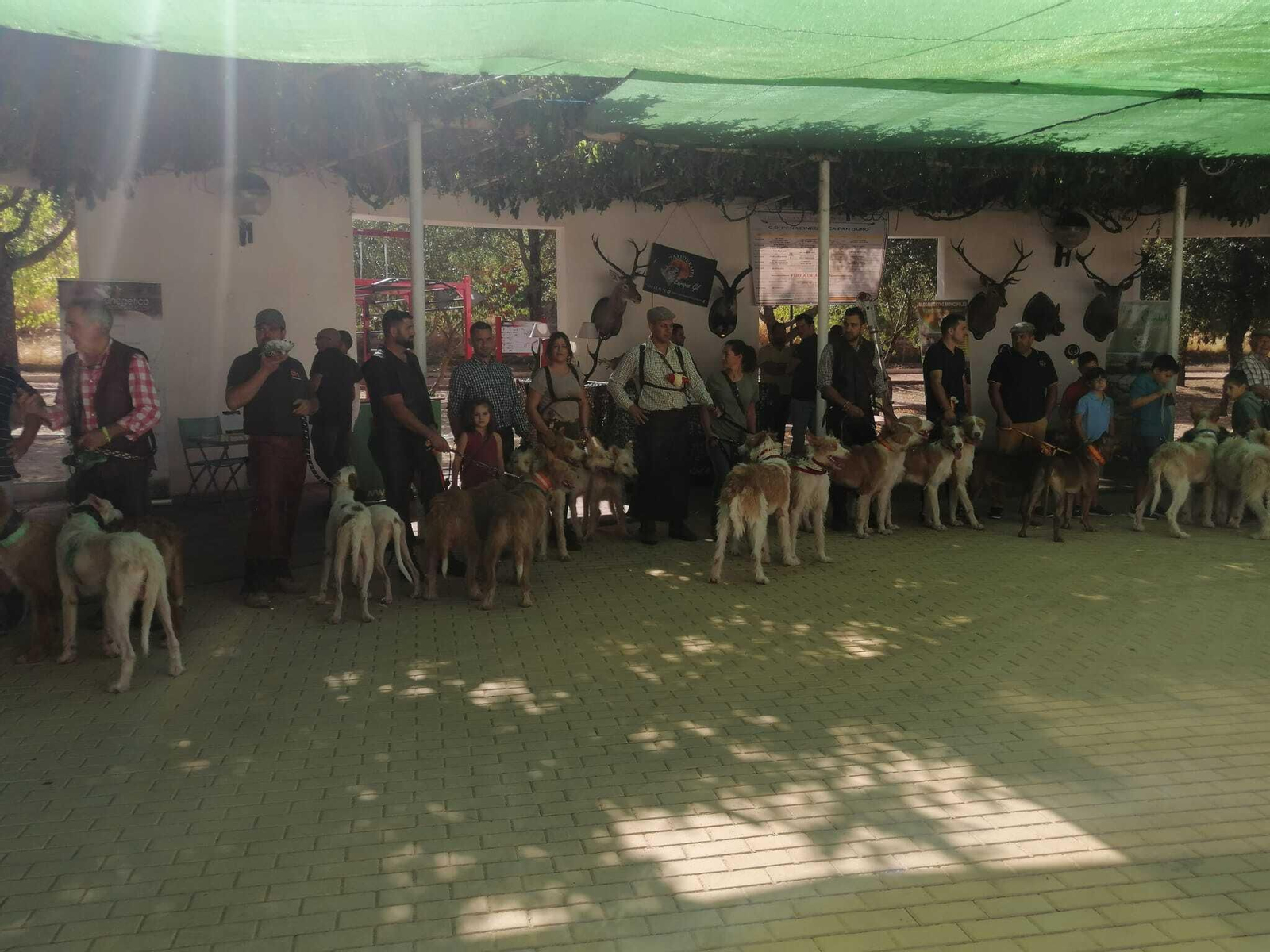 La XX concentración de rehalas de Villaviciosa de Córdoba, en imágenes