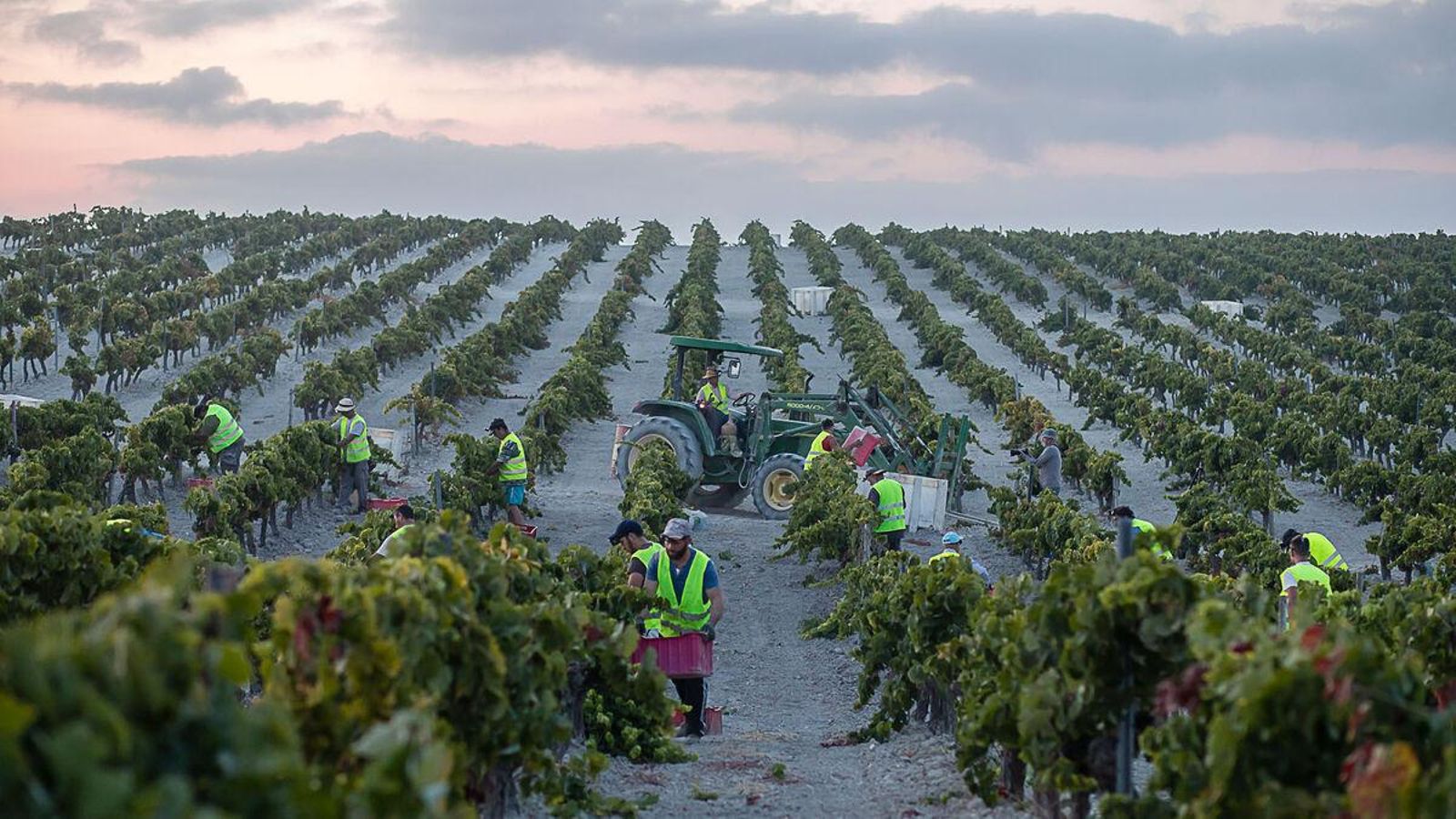 La vendimia en una de las viñas jerezanas