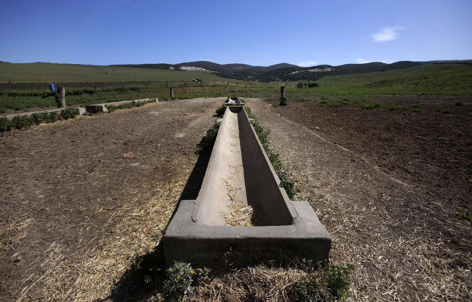 Mas cornadas da el virus, visita a la ganadería de Nuñez La Palmosilla