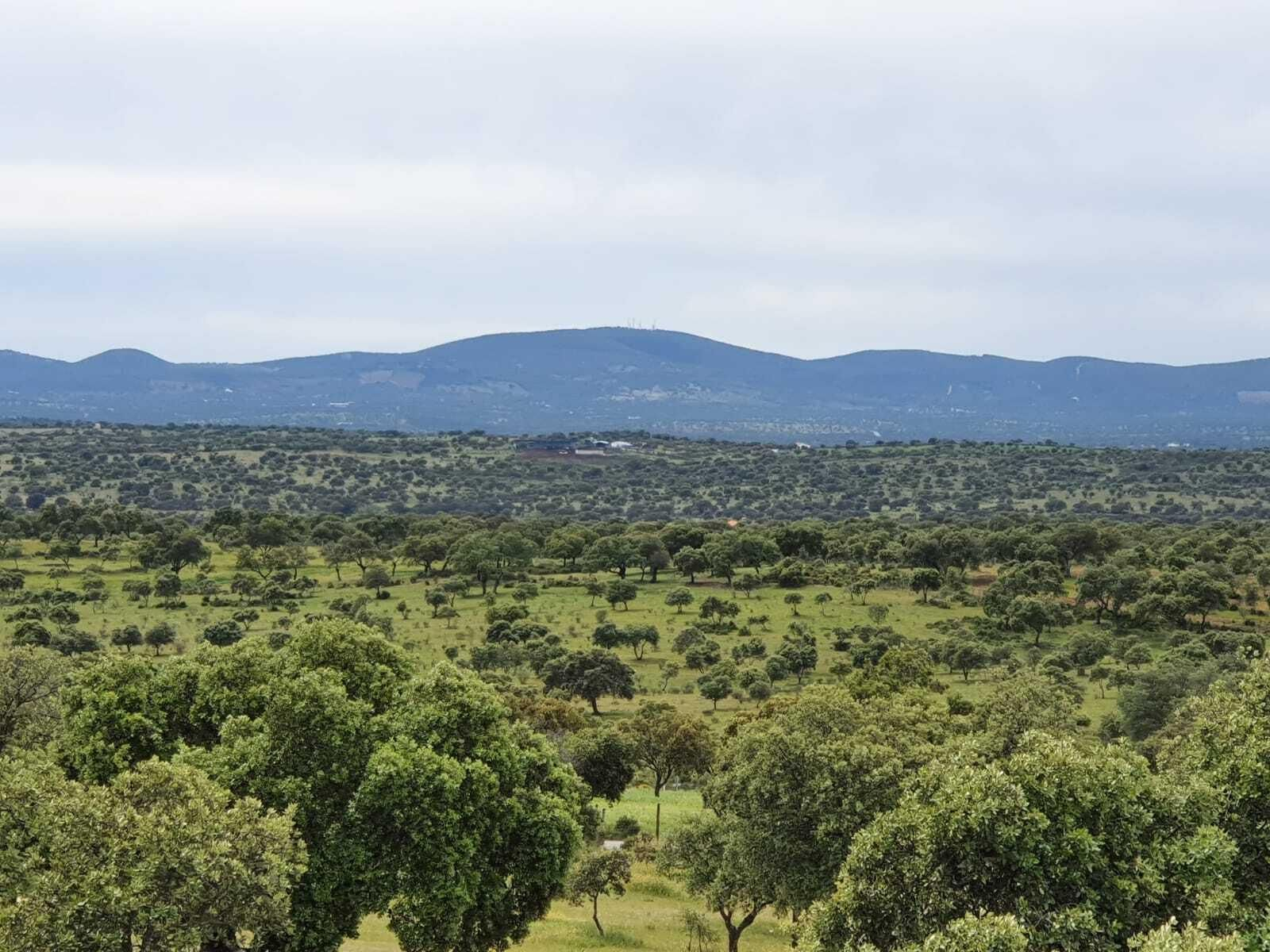 Las fotografías de la primavera en Los Pedroches