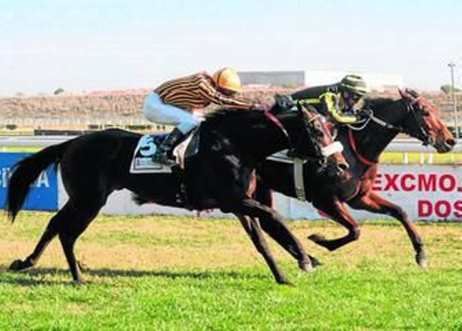 Ajustado sprint en la carrera principal del día, con 'Volapié' por delante de 'Karluv Most' por una cabeza.
