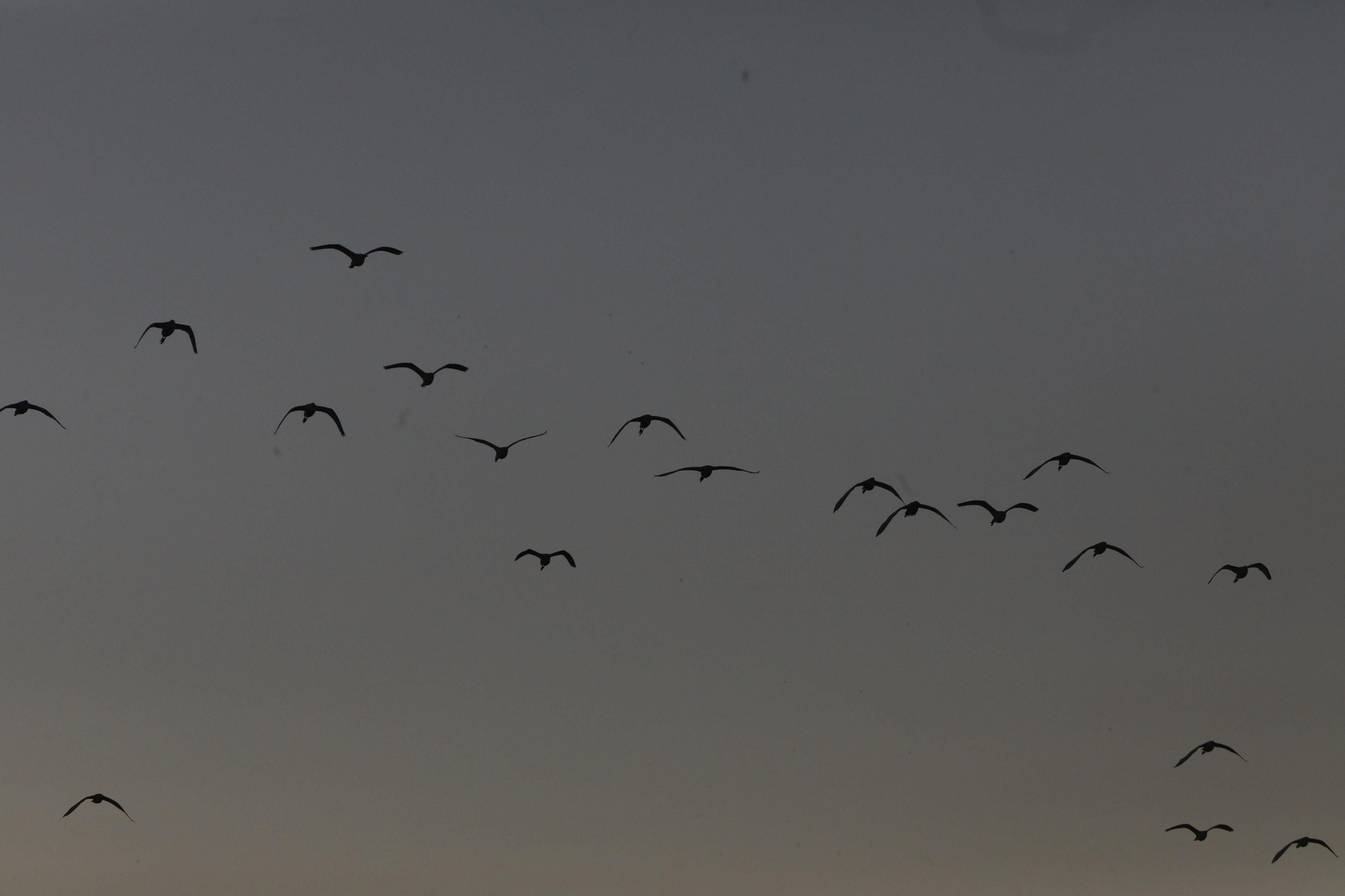 Las aves que habitan en Los Sotos de la Albolafia de Córdoba, en fotografías