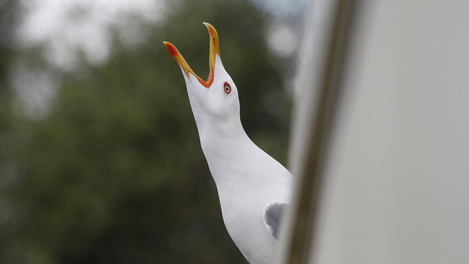 Las fotos del buque de guerra de la Royal Navy "HMS Trent" llegando a Gibraltar