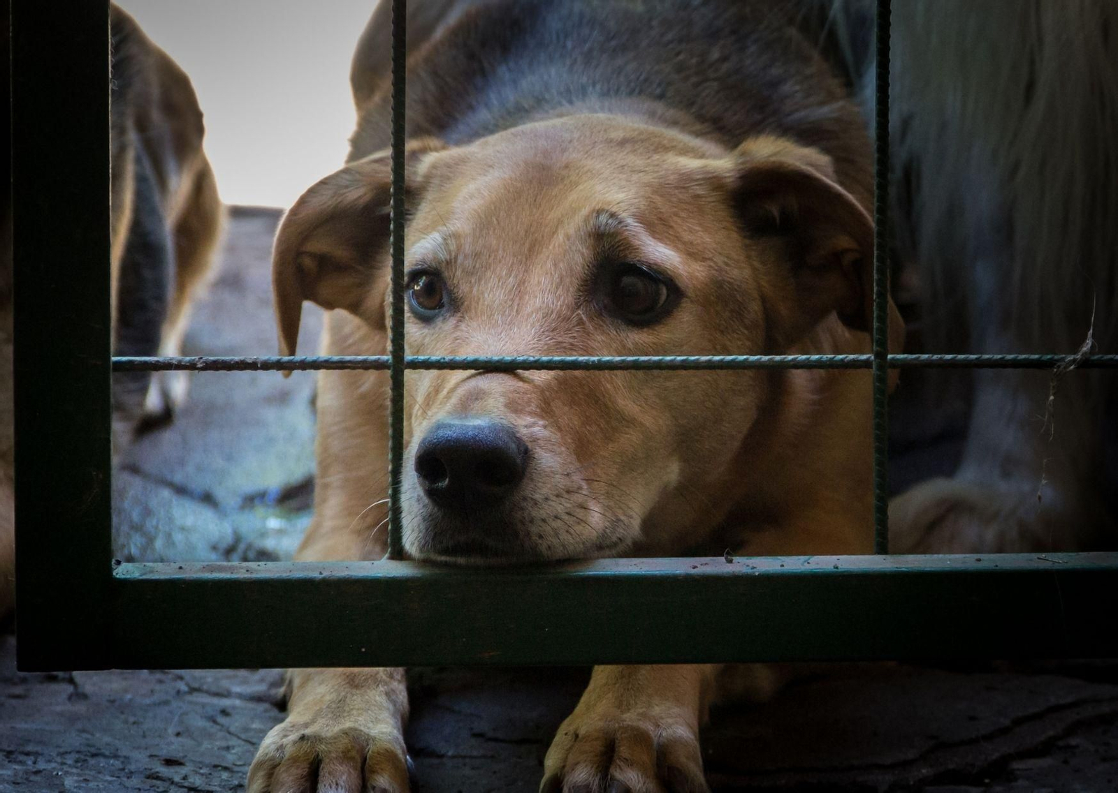 Nace la primera Asociación de Juristas por la Defensa Animal y el Medio Ambiente