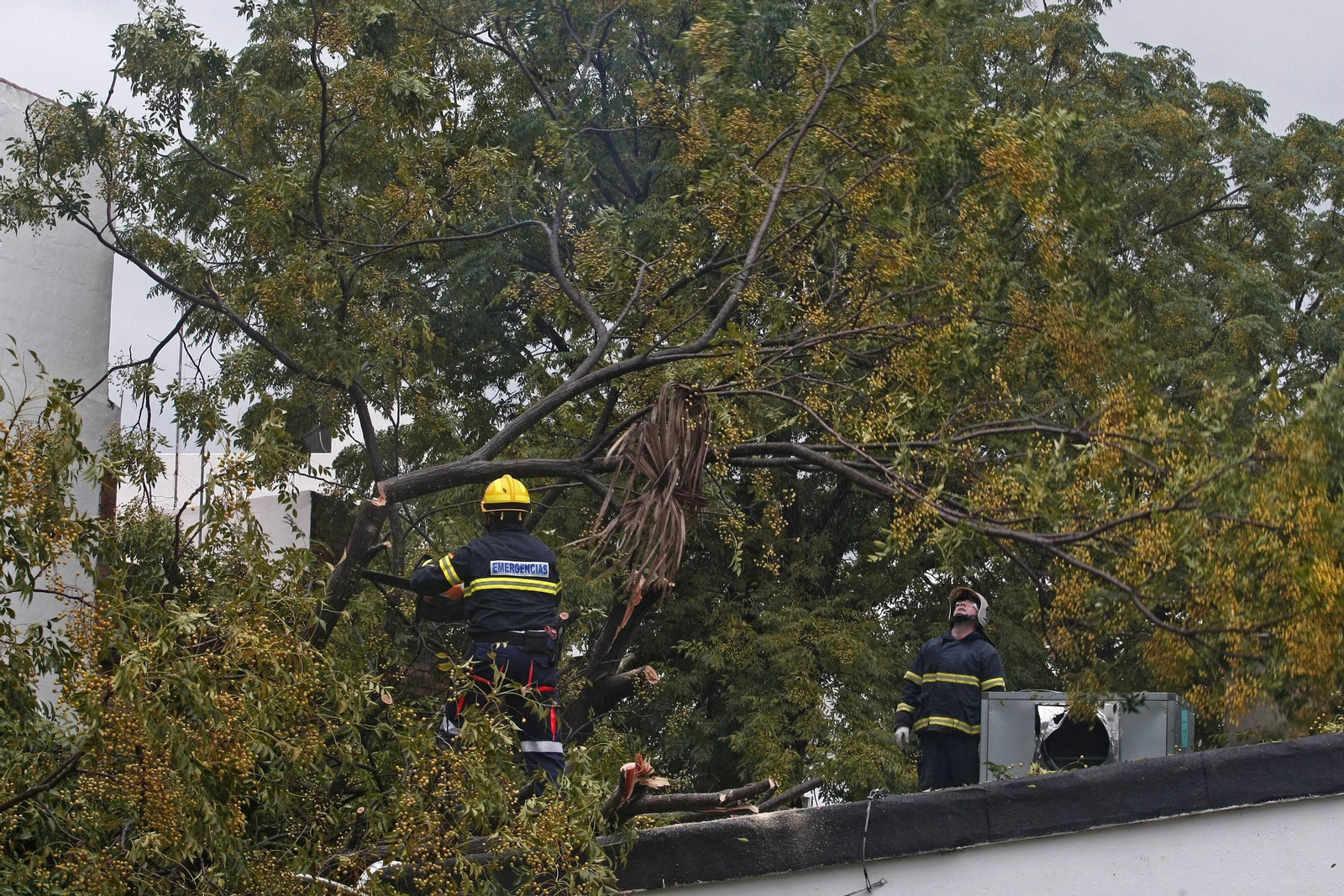 Una imagen de archivo de un árbol caído en una zona urbana.