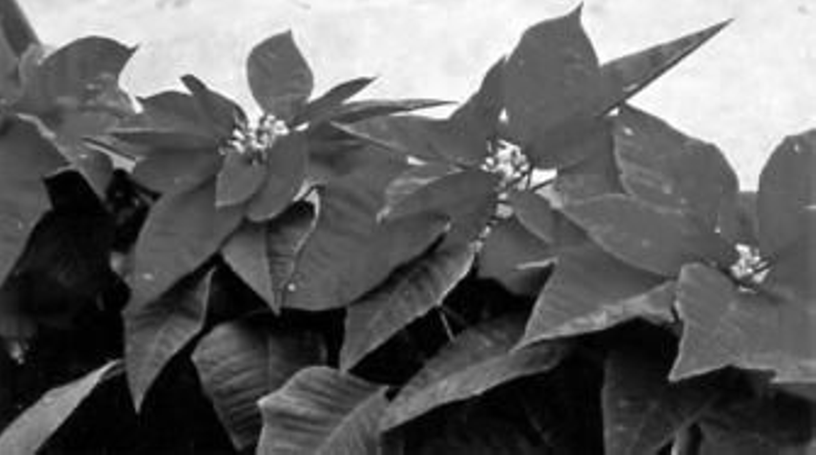 El pascuero no es planta exclusiva de NavidadExperiencia de nuestra infinita pequeñez