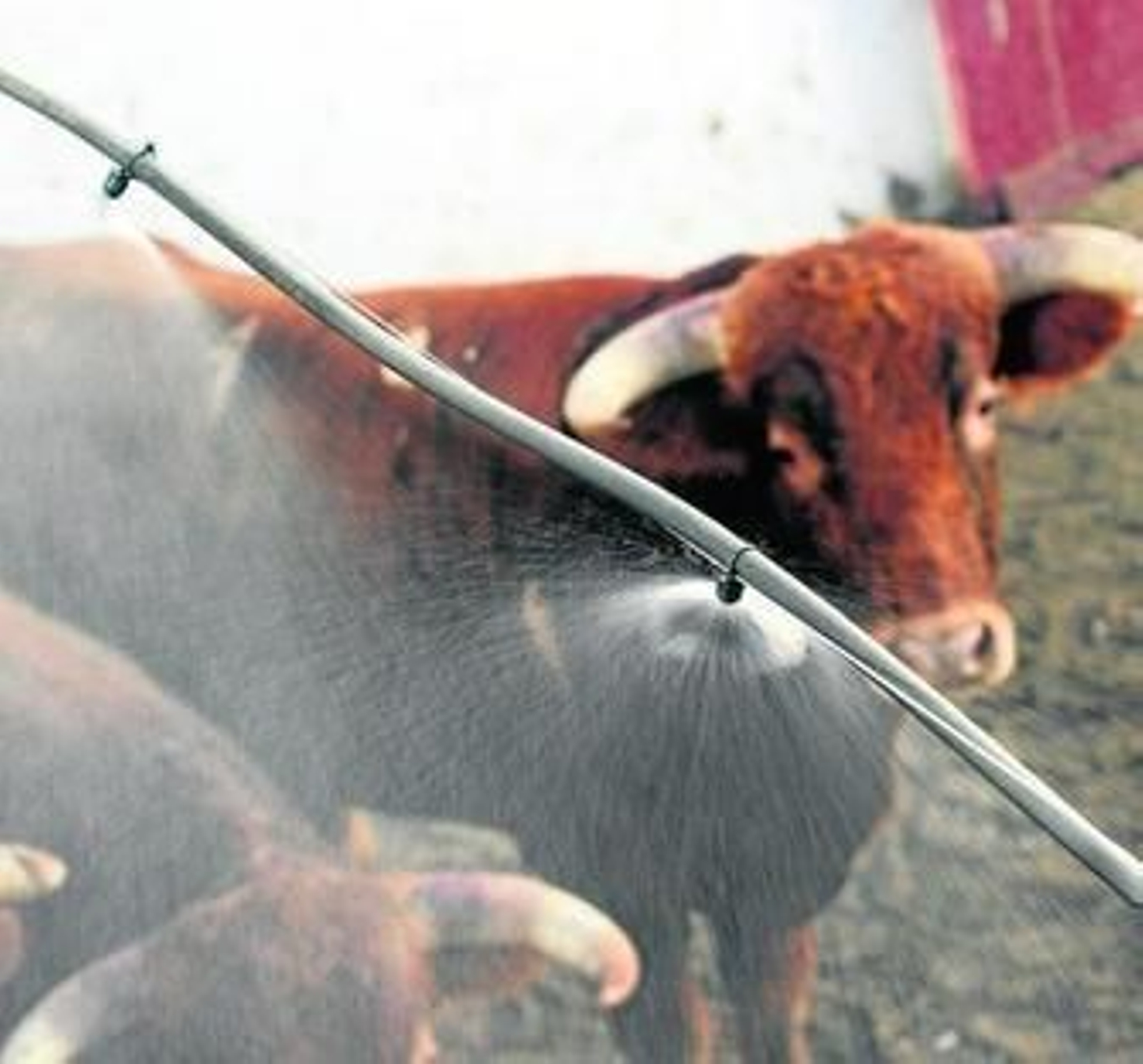 Reses en los corrales de La Malagueta mientras funciona el microclima.