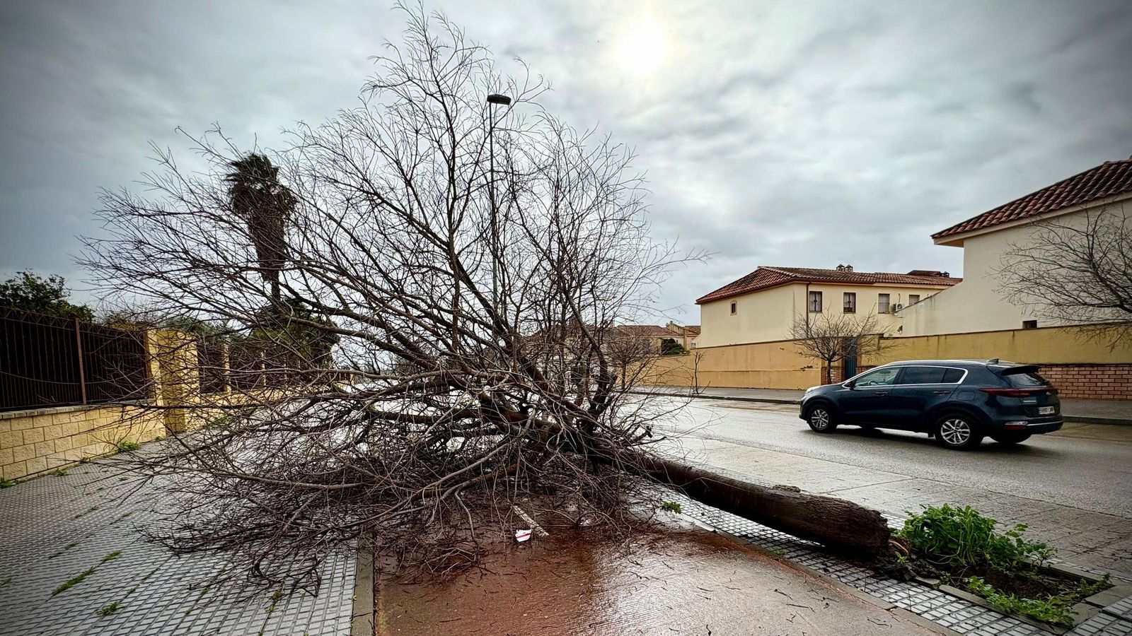 Un árbol arrancado por el fuerte viento, en San José Obrero.