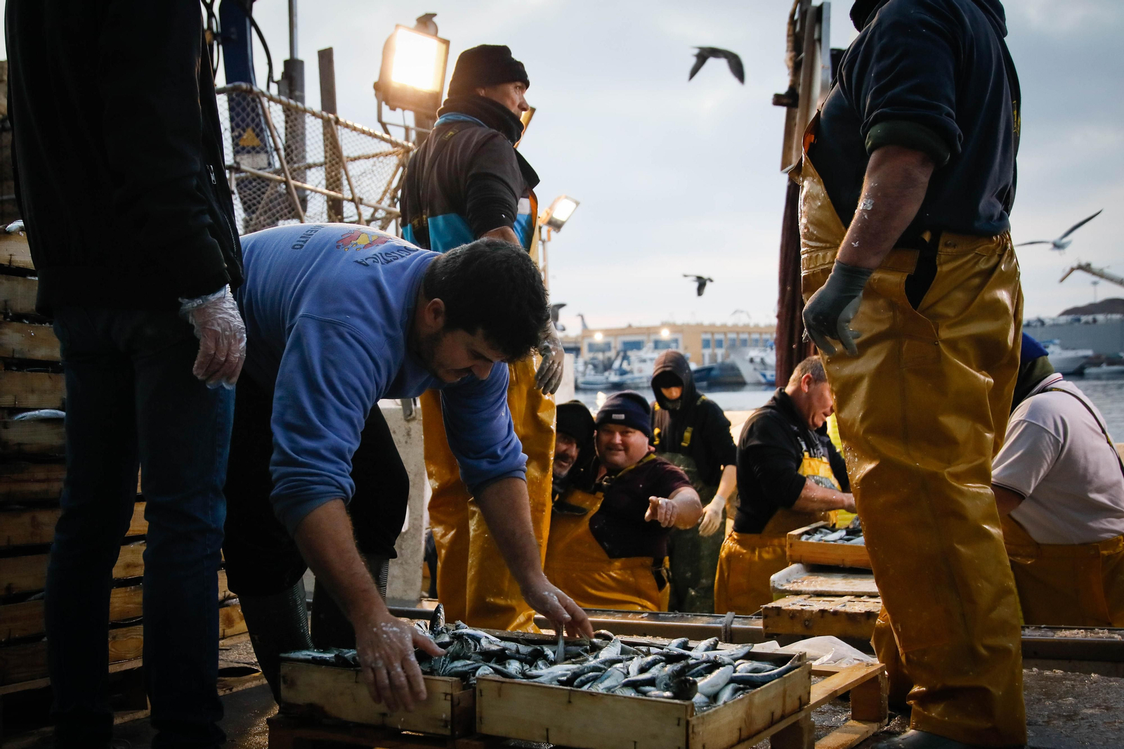 Te contamos en imágenes como ha sido la descarga de las traiñas en la lonja de Almería