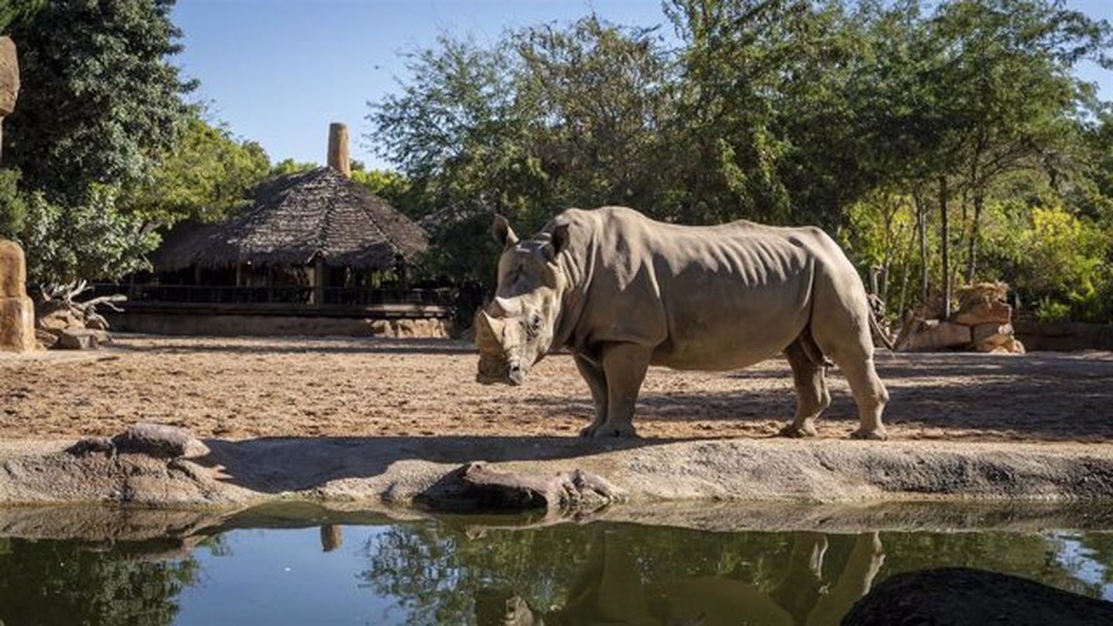 Muere Cirilo, el rinoceronte macho de Bioparc Valencia