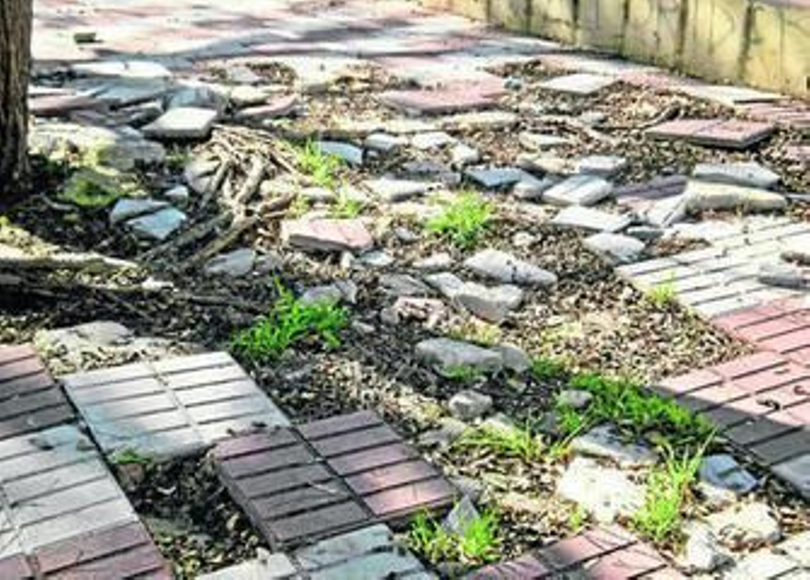 Las losas de la plaza han sido destrozadas por las raíces de los árboles, como se puede ver en la foto.