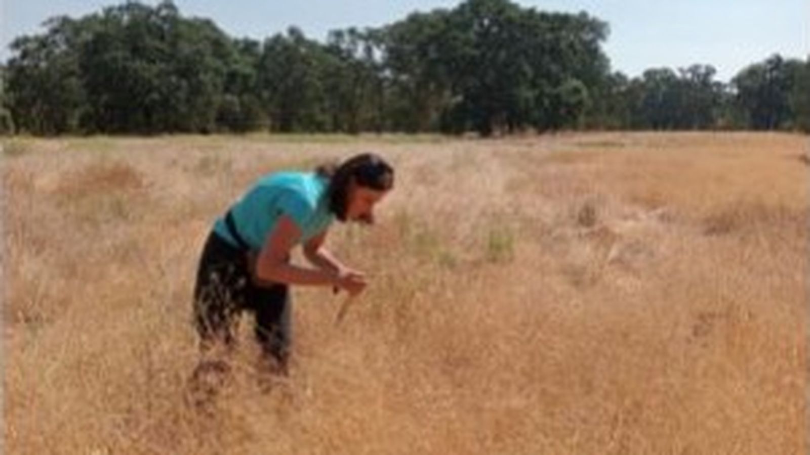 Montserrat Vilà en una pradera de California recolectando semillas de plantas invasoras.