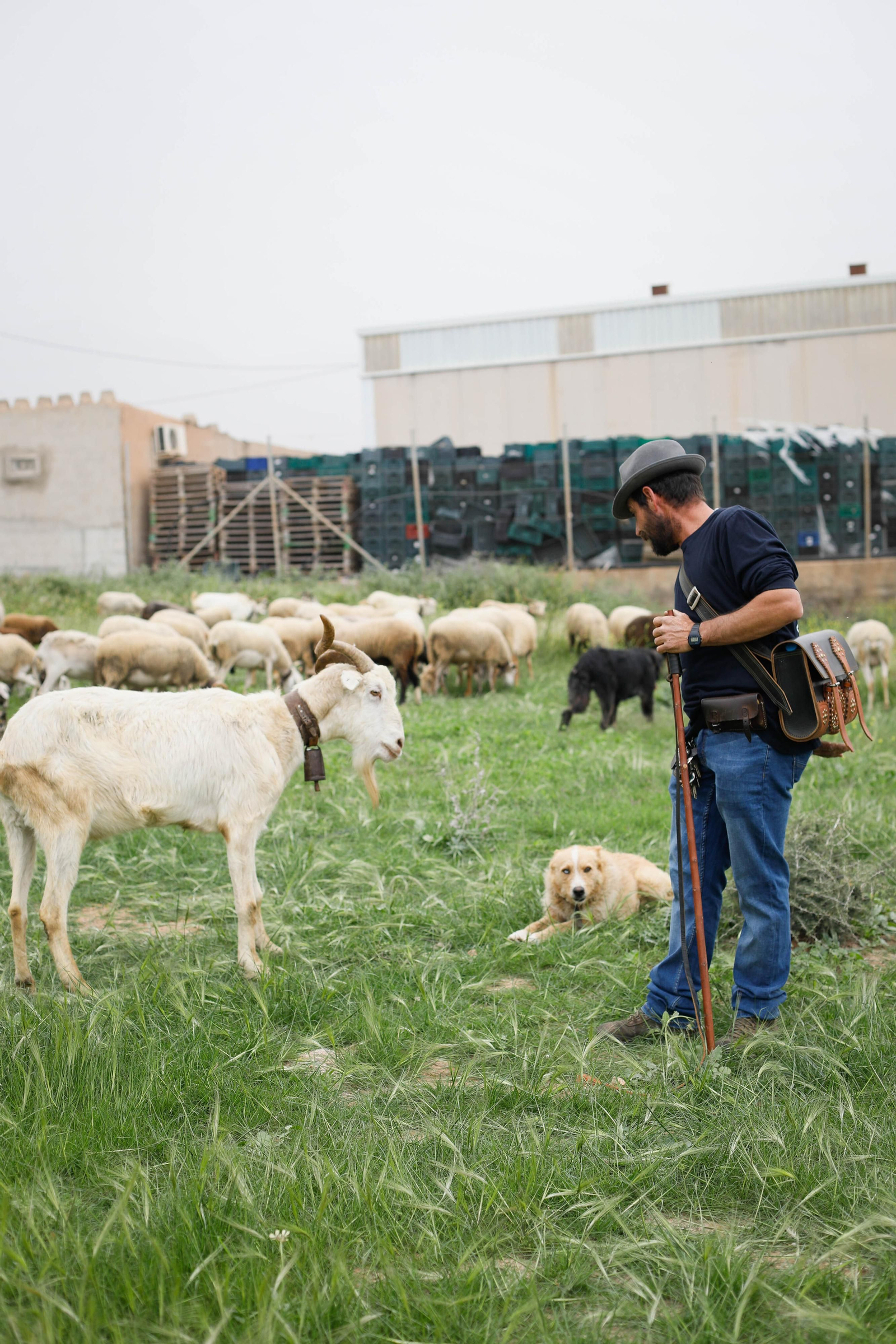 Galería de la Feria  de ganado en Tarambana