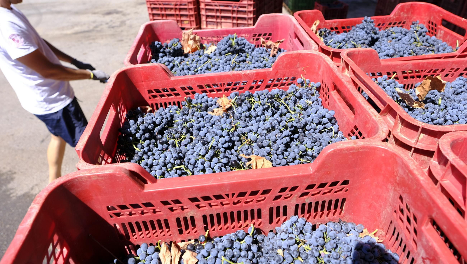 Las imágenes de la vendimia en la zona de Laujar de Andarax