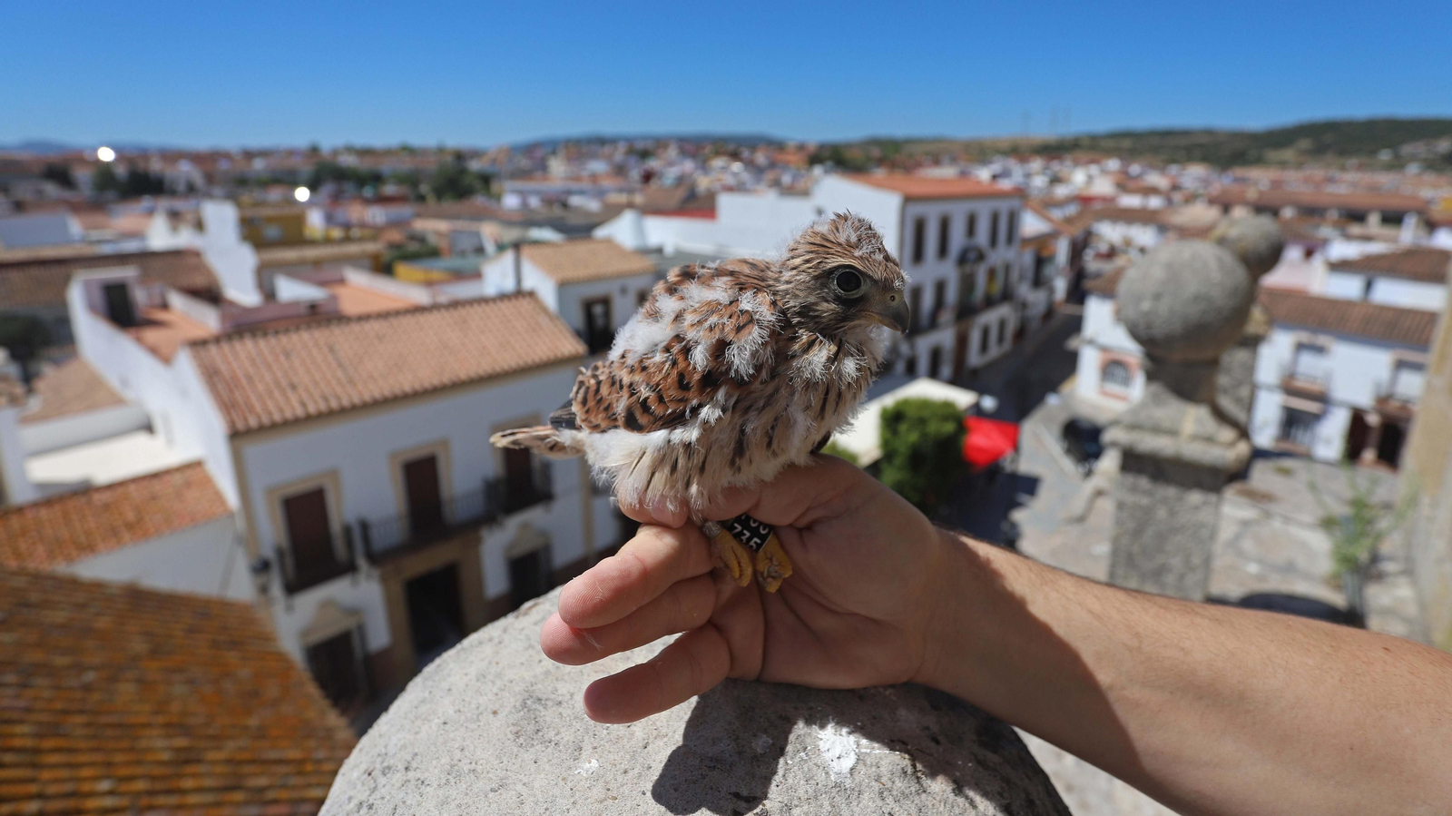 Anillamiento de cernícalos primilla del grupo Tumbabuey en Los Barrios