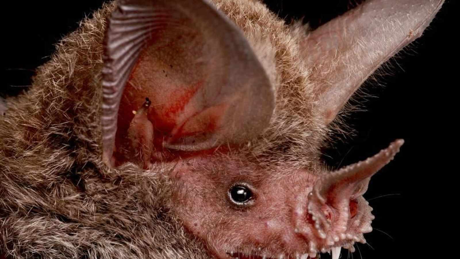 Tipo de muerciélago en el continente americano.