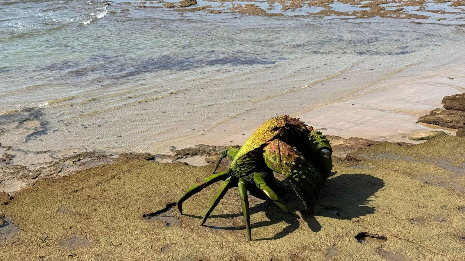 Escultura de uno de los cangrejos gigantes, obra del artista Alfredo Zaragoza, en la playa de Chipiona.