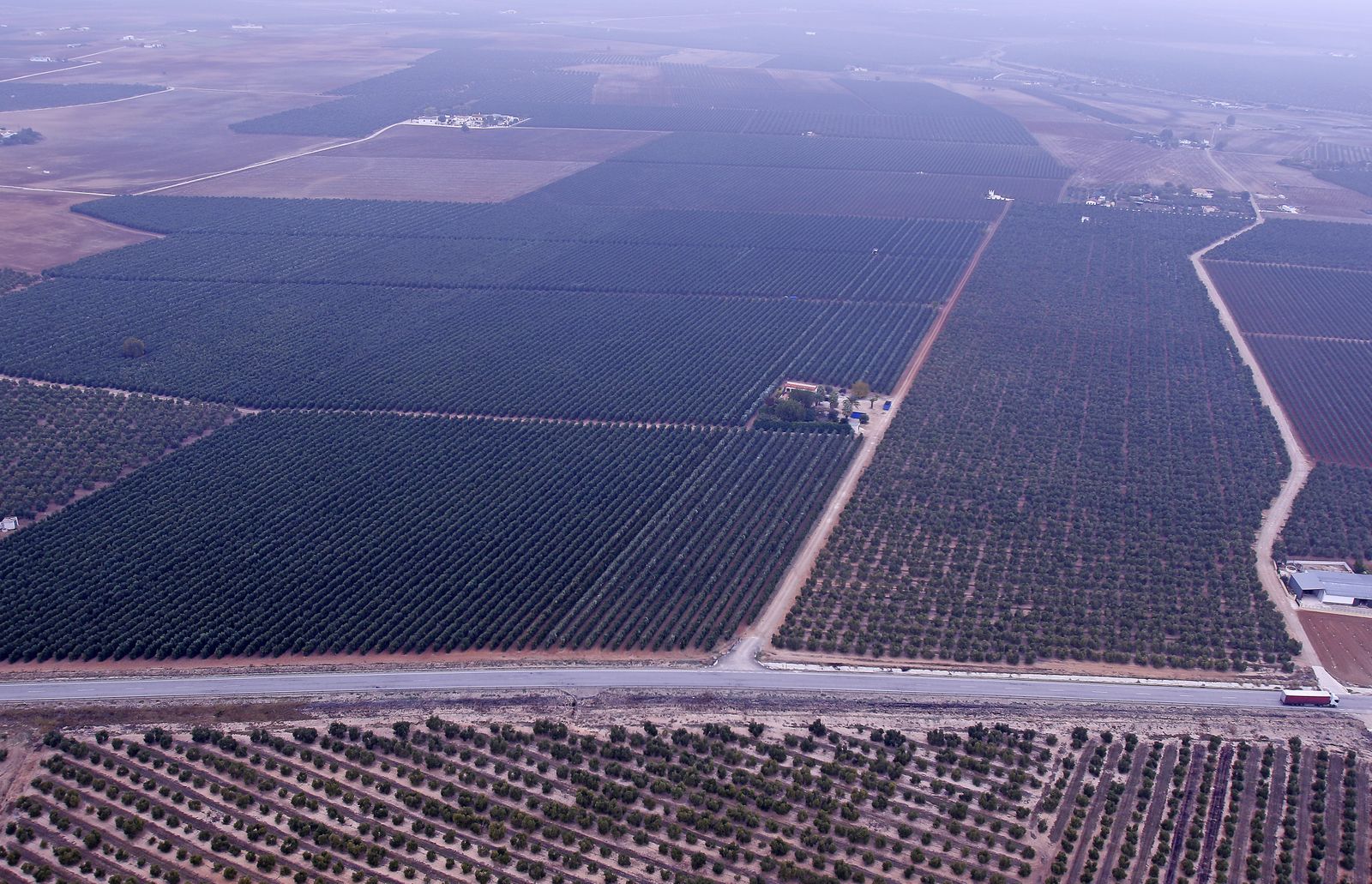 Reportaje sobre el aceite de oliva