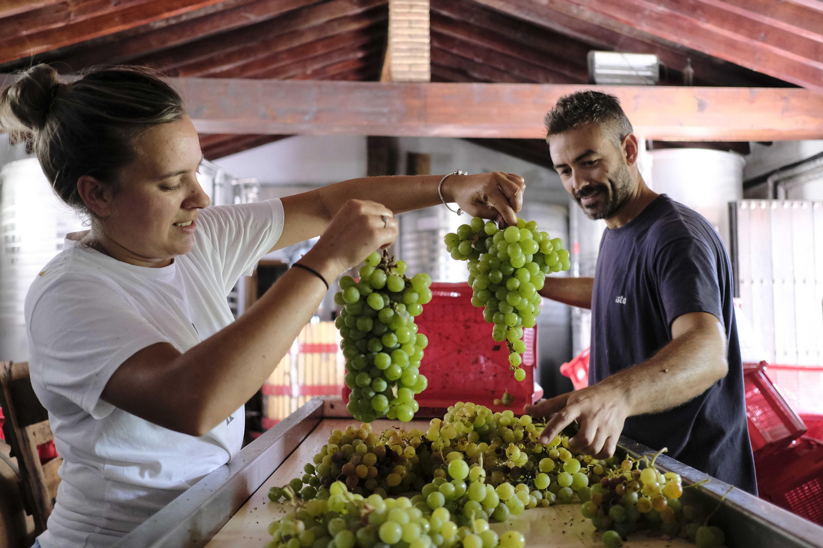 La vendimia de la Serranía de Ronda, en fotos.
