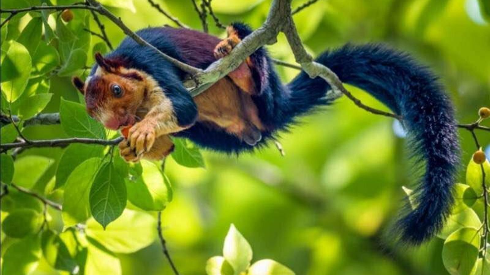 La ardilla del Barça