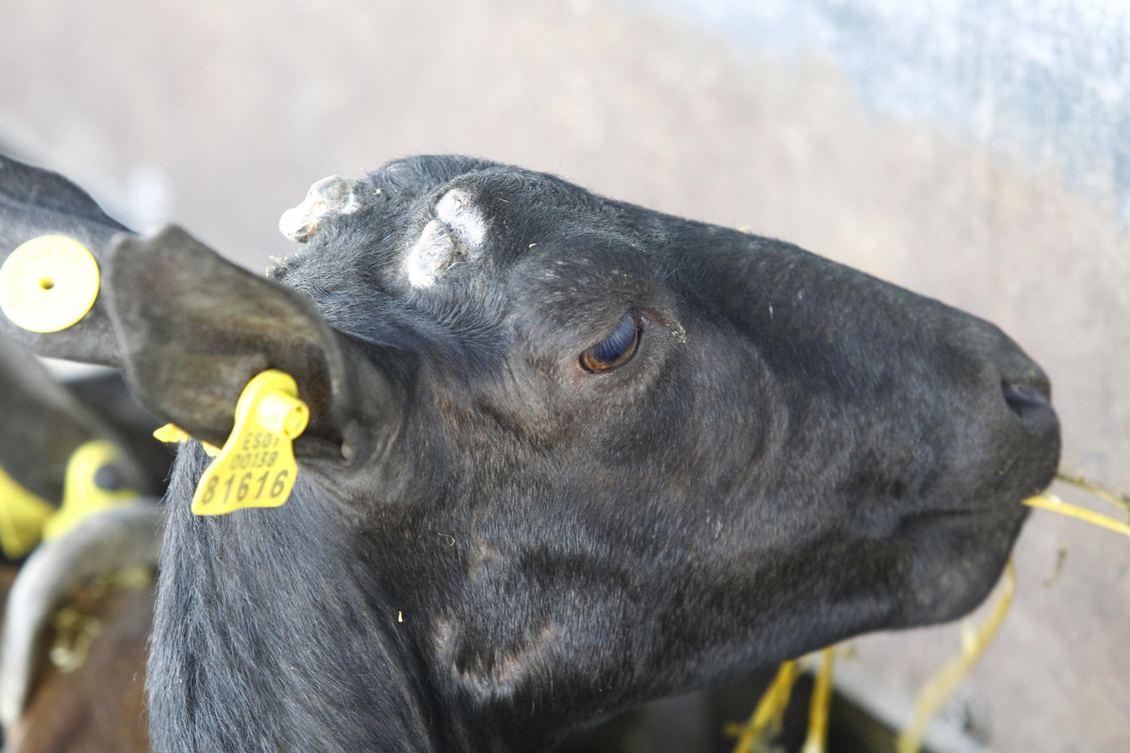 Cati Guirao, una ganadera hecha a sí misma, en imágenes