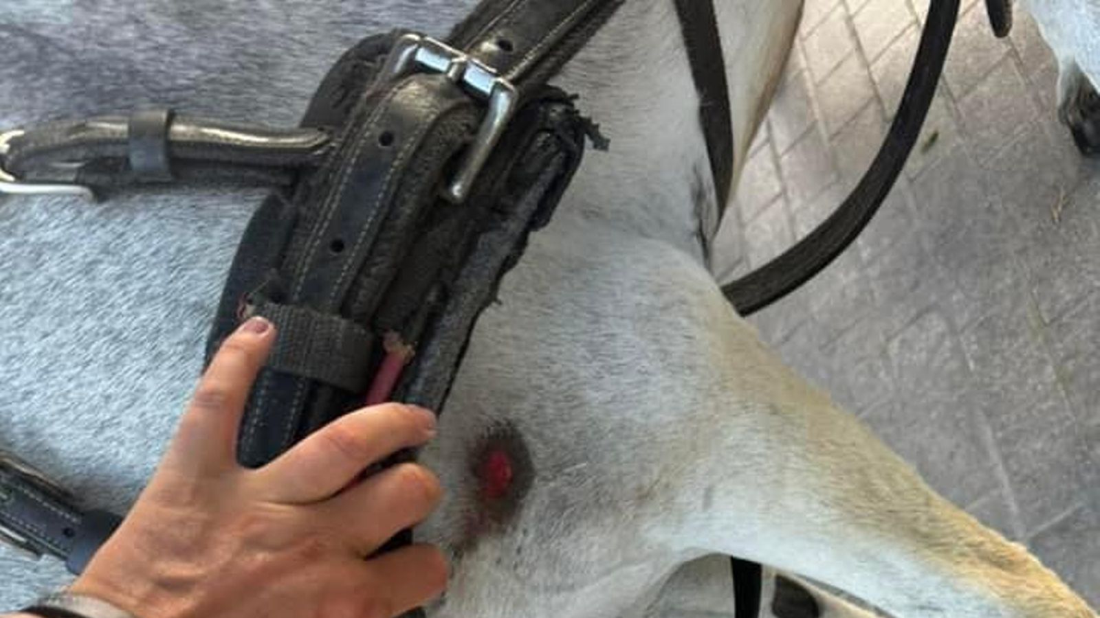 Un burro con una rozadura de los aperos de trabajo. Un burro con una rozadura de los aperos de trabajo.