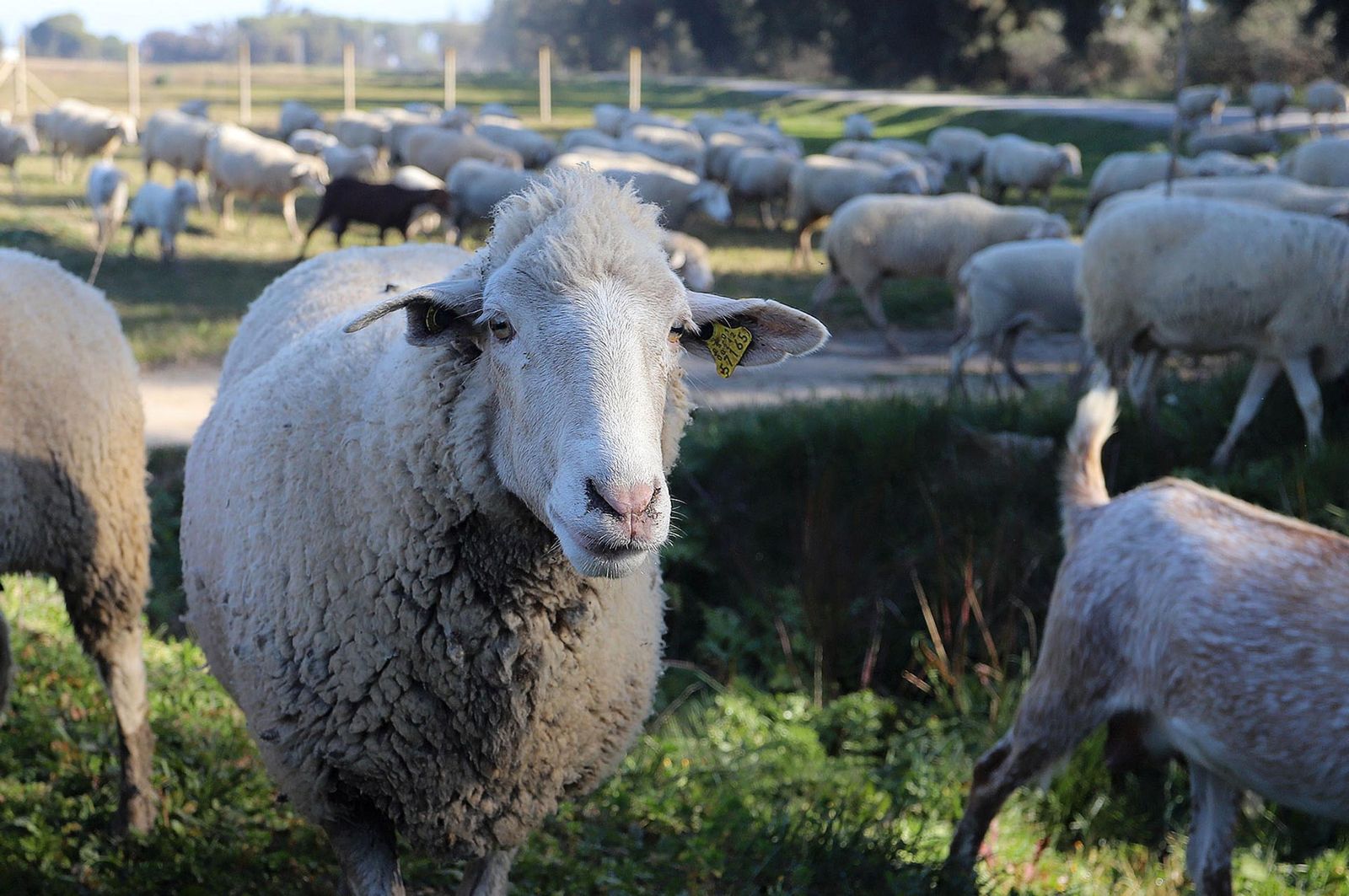 Un rebaño de ovejas.