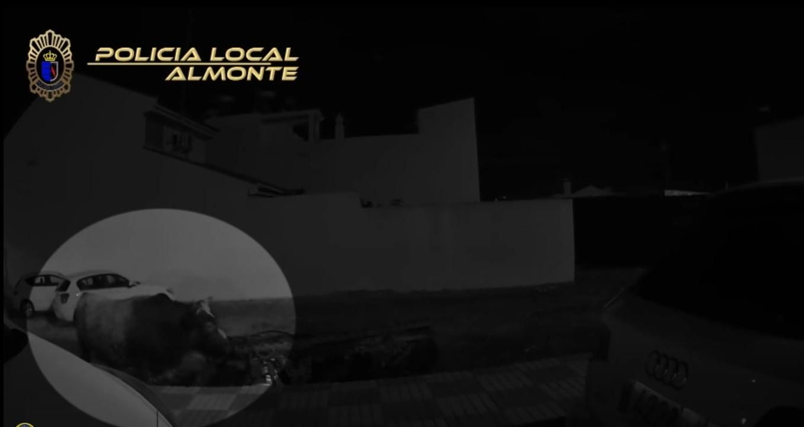 El toro suelto en la calle de Almonte.