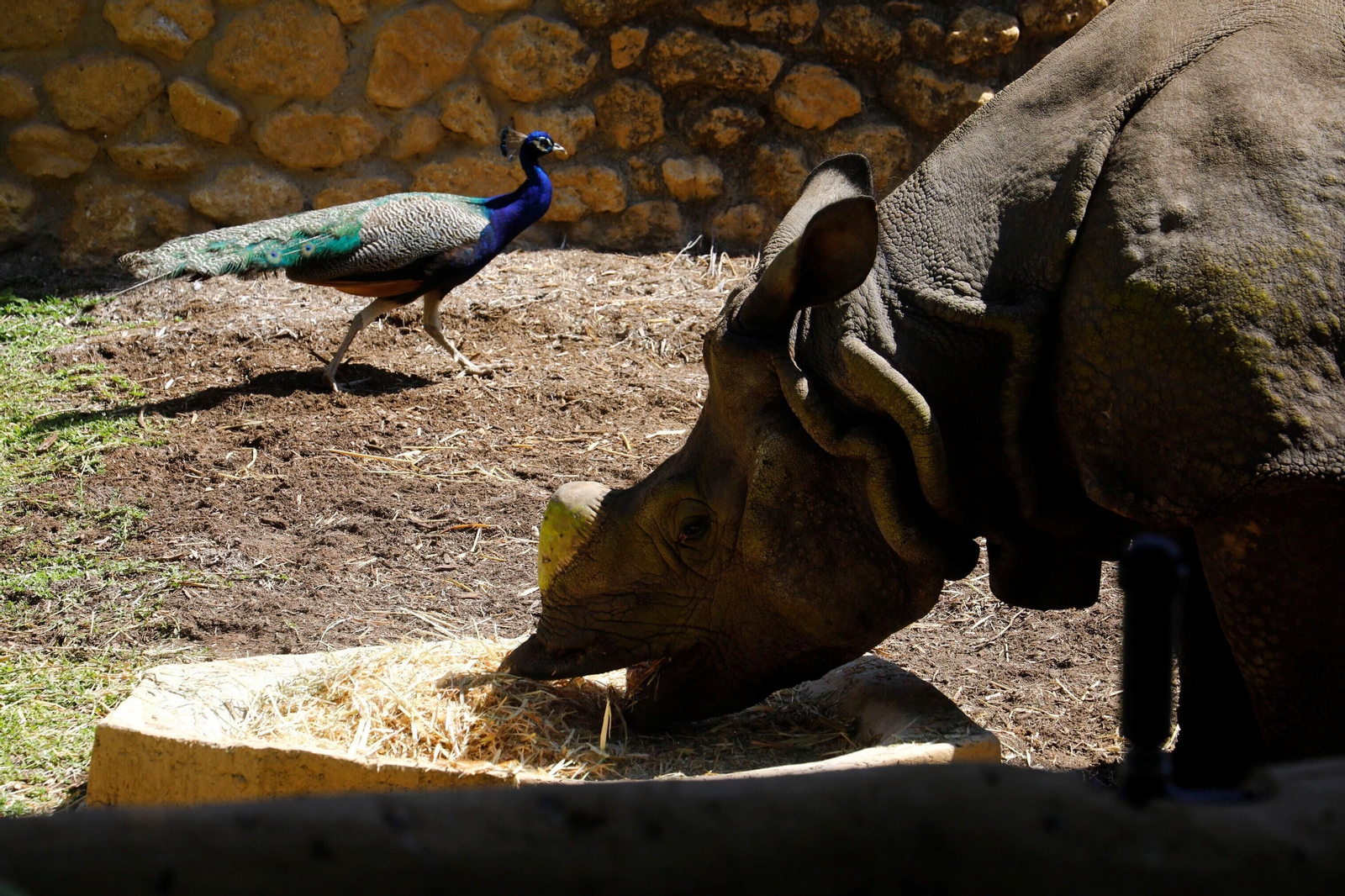 Así es Manas, el rinoceronte indio del Zoo de Córdoba