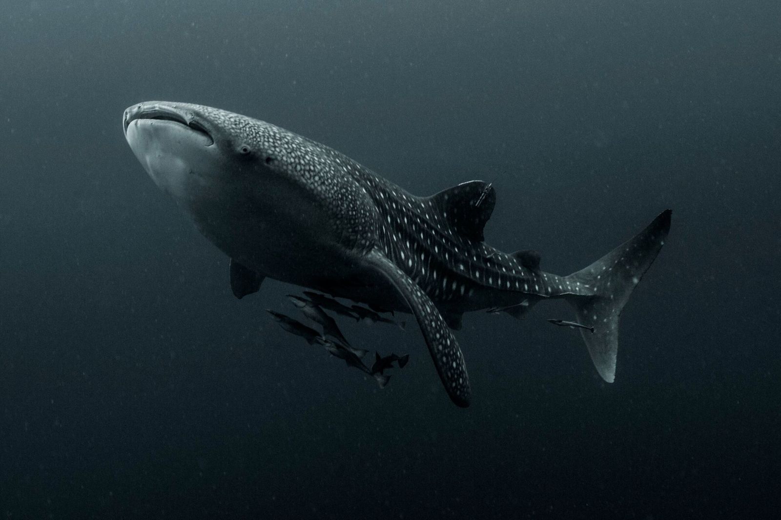 El tiburón ballena, una de las especies analizadas.