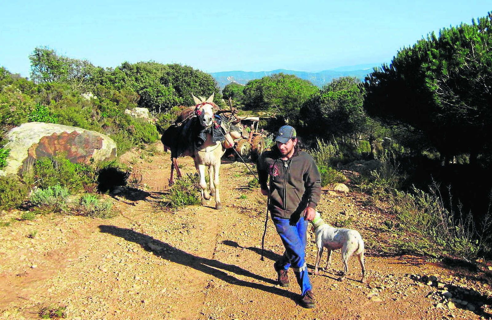 Una montería con cazadores de La Gineta en un monte público de Los Barrios.