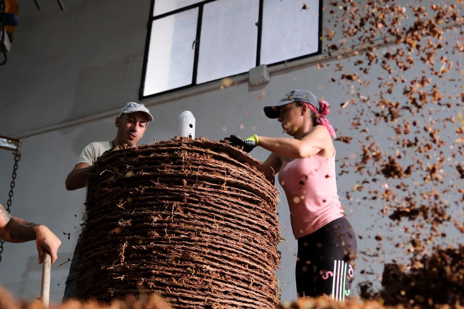 La vendimia en una pasera de Montilla-Moriles, en fotografías