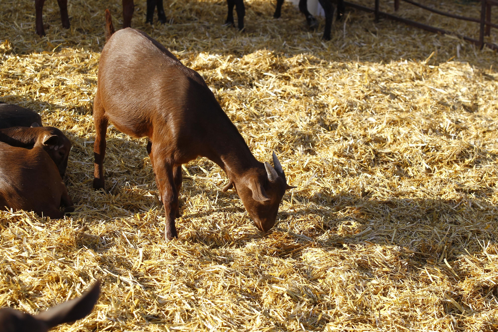 Cati Guirao, una ganadera hecha a sí misma, en imágenes