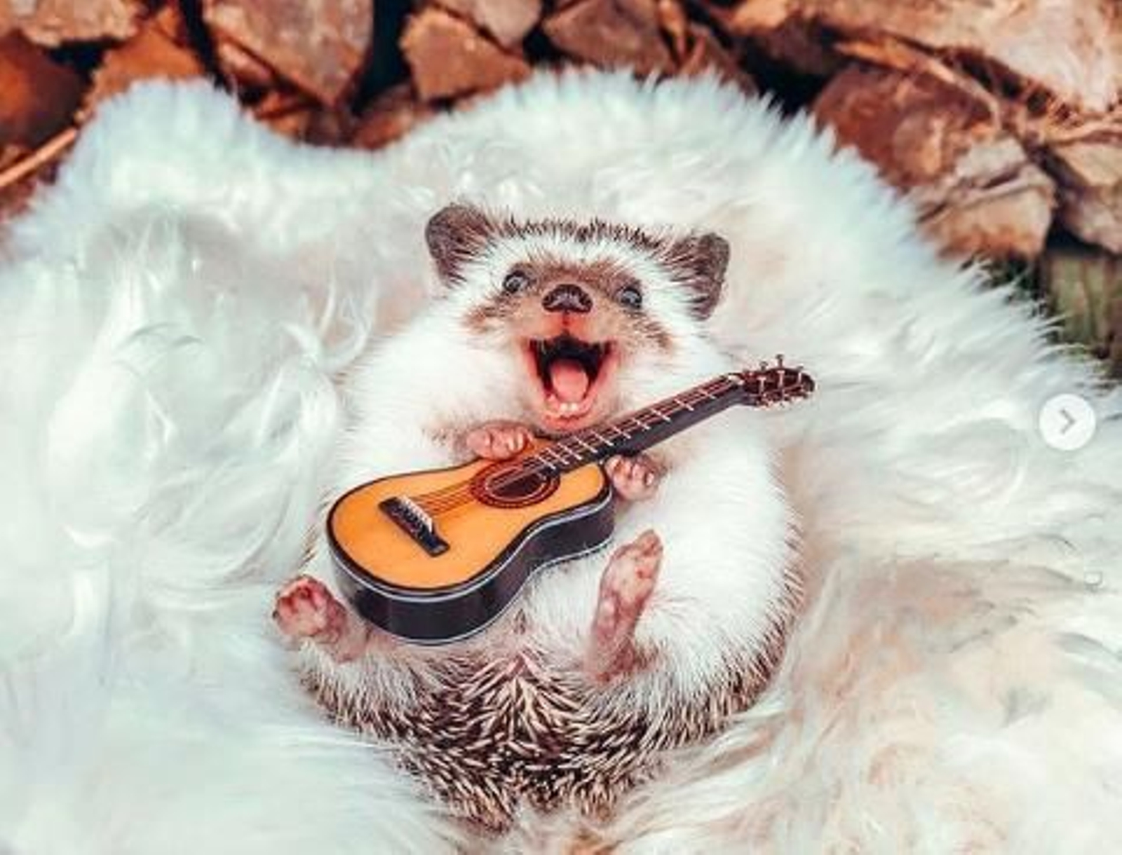 Lista de las mascotas con más seguidores en las redes sociales