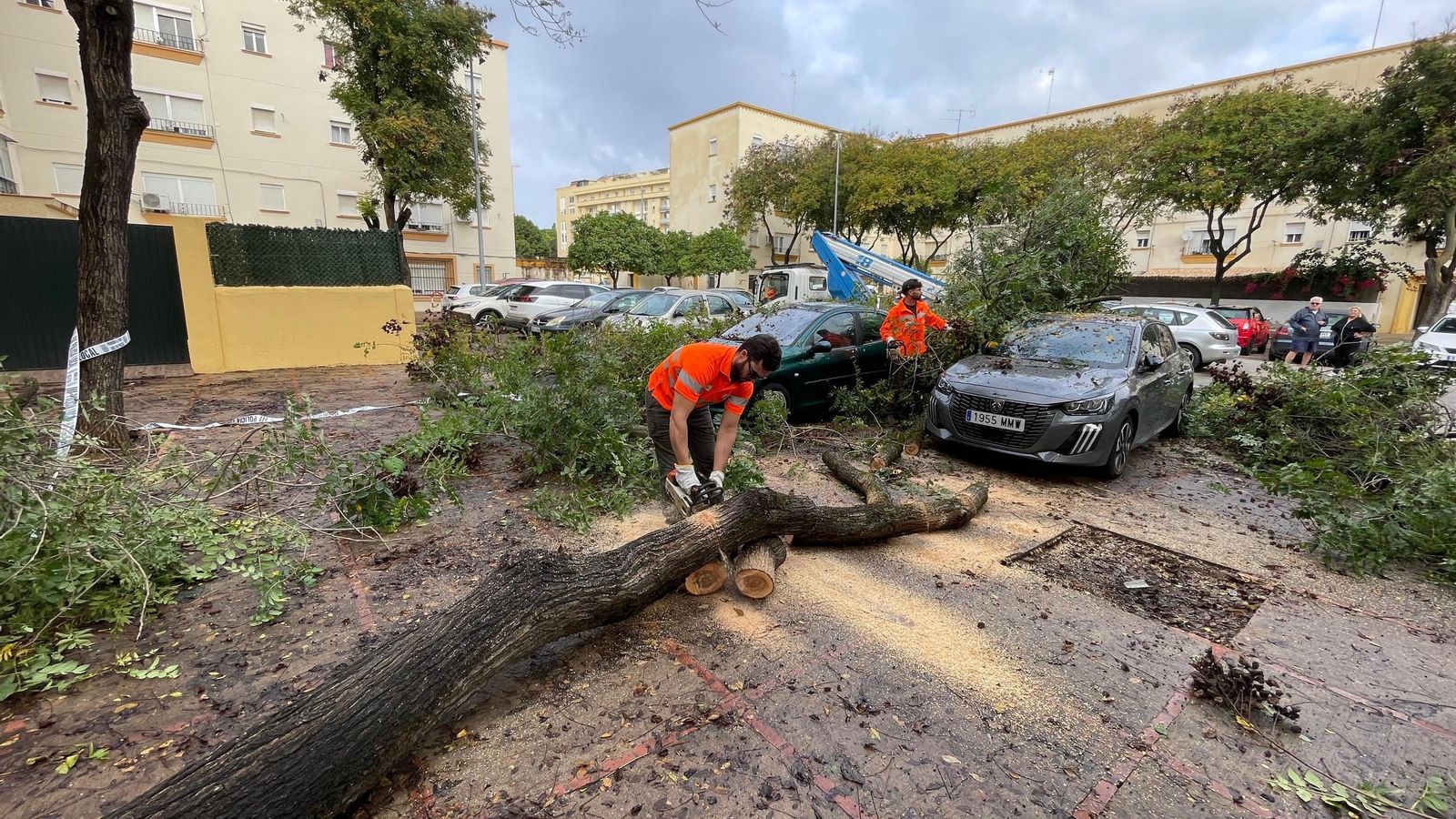 Un árbol de grandes dimensiones cae sobre dos vehículos en La Constancia Un árbol de grandes dimensiones cae sobre dos vehículos en La Constancia